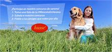 Las mascotas celebran el verano con las fotos más graciosas Las mascotas celebran el verano con las fotos más graciosas