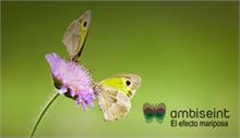 Ambiseint abre 2 nuevas franquicias Ambiseint abre 2 nuevas franquicias